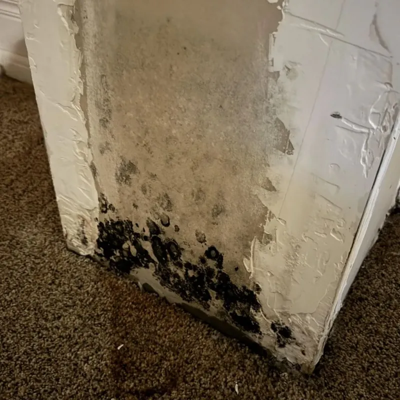 Professional Mold Removal in Moravia, NY
